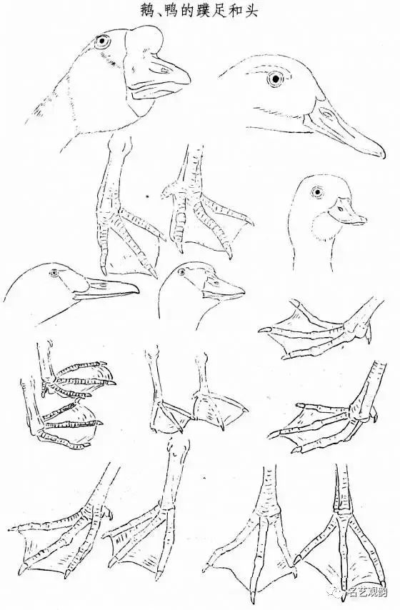国画技法工笔白描画鸟技法资料大全掌握它就成精啦