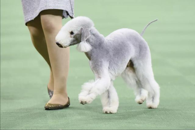 贝德灵顿梗犬一只外表似小羊羔内心却住着狮子的狗狗