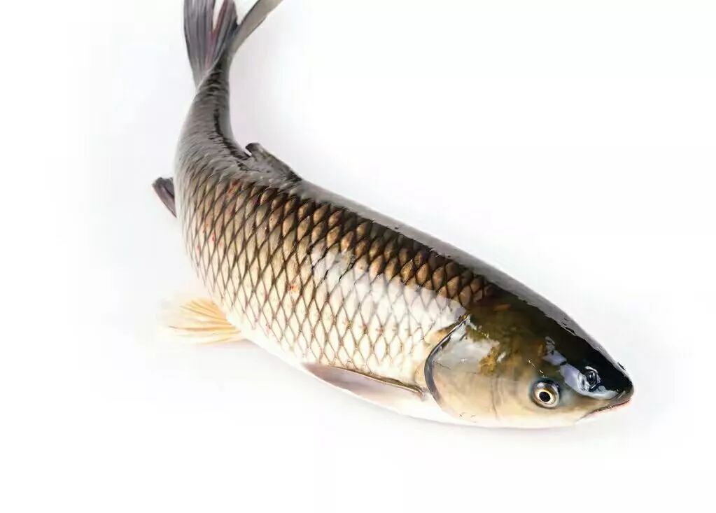 密云水库鱼哪个市场最便宜 fb85f8c6a9ed42819ea5fea709165a04.jpeg