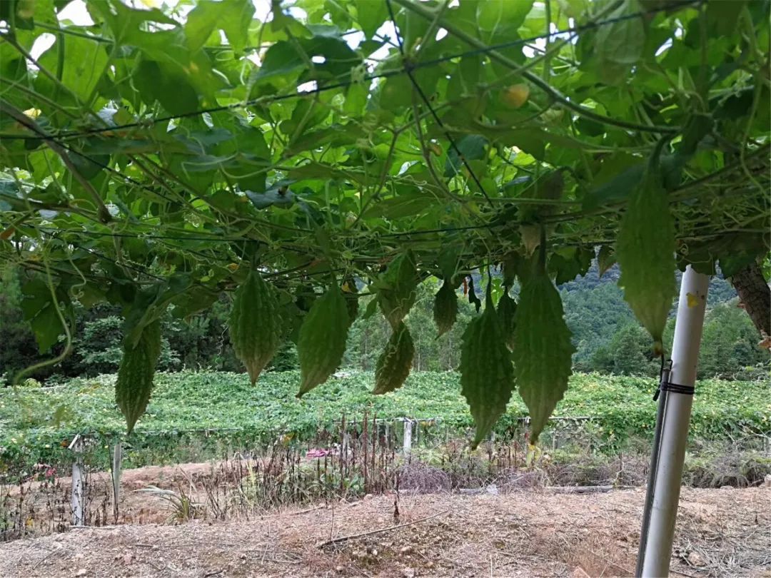 中草药产业经济总量_中草药大全