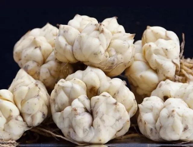 百合的保存方法和功效 08c629c7d88841f98ced043b7c42964c.jpeg