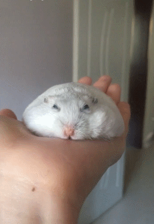 0a7d73038e7f45c19adb37530e996996.gif