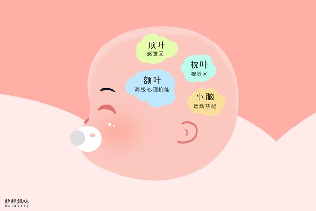 什么时候大脑发育完全 1088035c362147d5beb822e0672903aa.jpeg