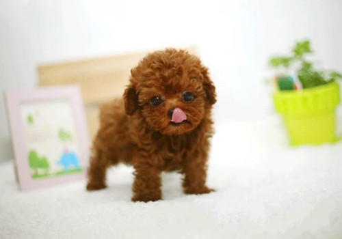 多少斤才算是小体泰迪 18d870b25e334d5d95bbcf5b4066f420.jpeg