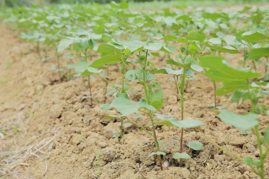 小学部种植社团的学生观察棉花苗的生长状况.