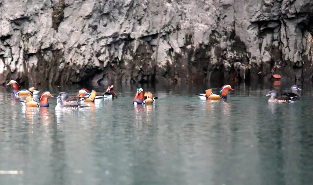 这个冬天 飞抵石阡鸳鸯湖国家湿地公园 鸳鸯湖湖水碧绿 或比翼双飞