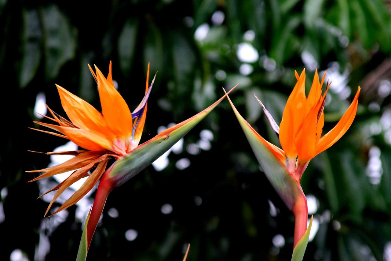 紫色圆萝卜叫啥名 23a07a76b99648fa93d868679f2373f9.jpeg