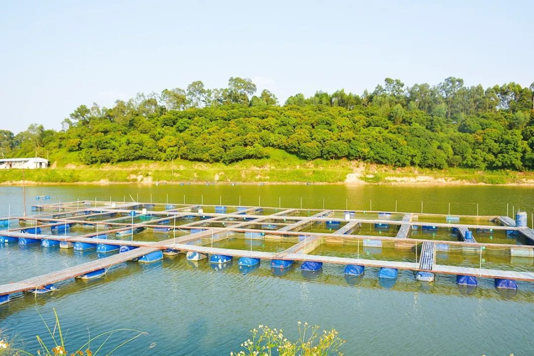 【绿色养殖】惠州正道实业:水库网箱吊养出品质鱼
