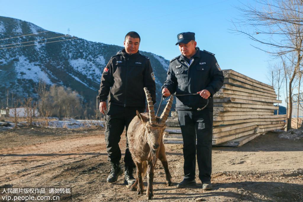 新疆呼圖壁：一級國寶北山羊受傷獲救 寵物 第4張