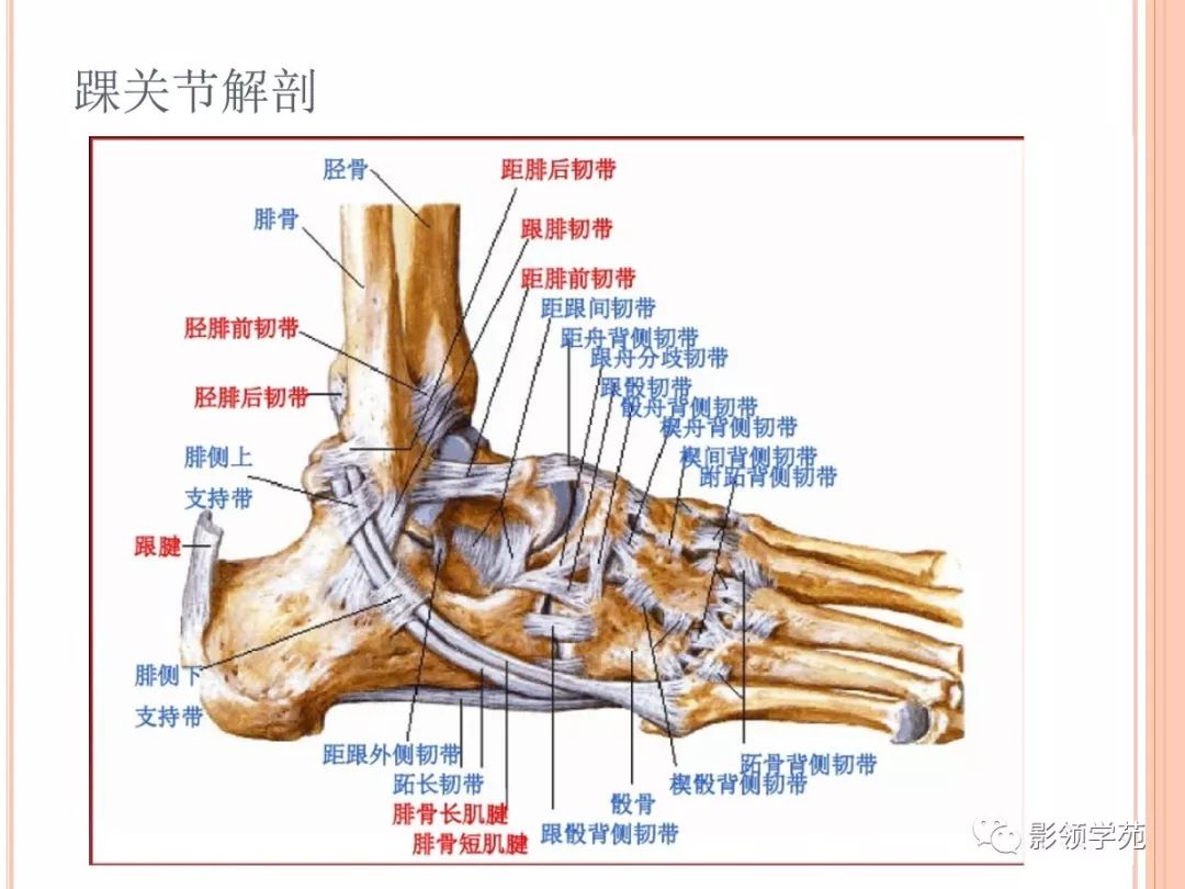 踝关节(ankle joint),由胫,腓骨下端的关节面与距骨滑车构成,故又名