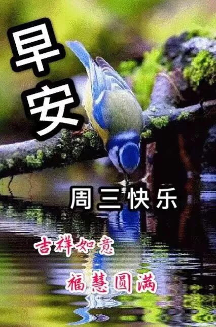 星期三最新漂亮早上好动态美图鲜花带字,早晨好幸福暖