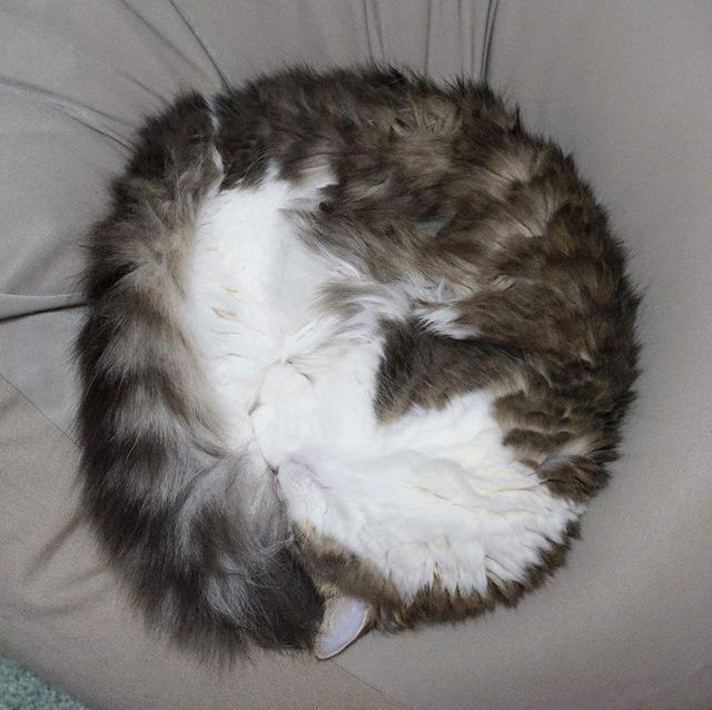 猫咪把自己的身体缩成一团,把脚埋在肚子里,这种睡姿通常会出现在冬天