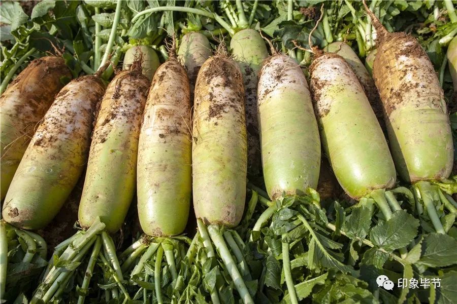 毕节出了个有名的"萝卜姐姐",您认识吗?