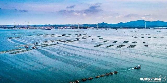 我国海洋牧场正迎来发展新机遇