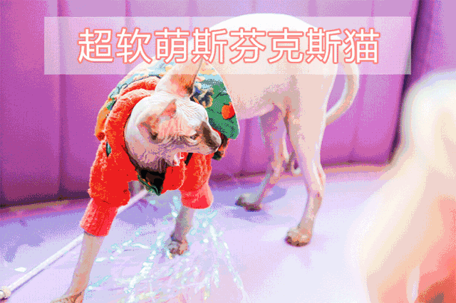撸猫福利这家喵星人主题馆俘虏了大批少女心
