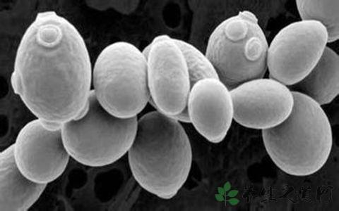 从食物中提取的酵母可以减少耐多药真菌感染