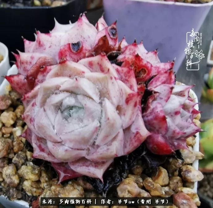 有多少次的会心一笑全因多肉那是一种心间流出的甜