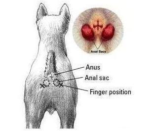 如何给狗狗挤肛门腺 a00d0f3860194c488bb070c1a1f95317.jpeg