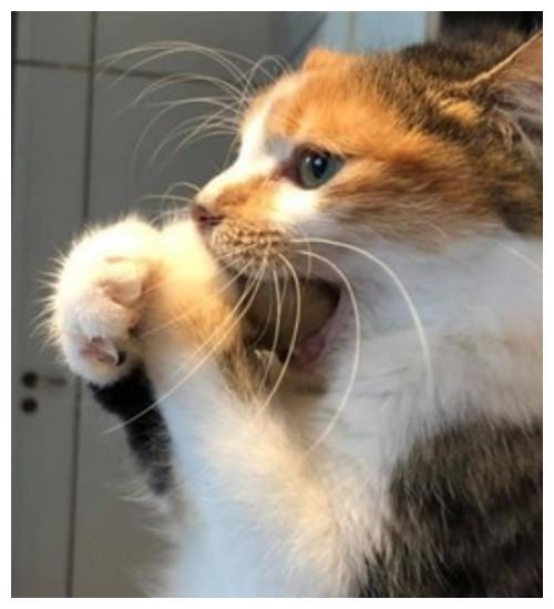 猫咪偷吃肉丸,被抓后紧紧捂住嘴巴,小模样把人笑翻