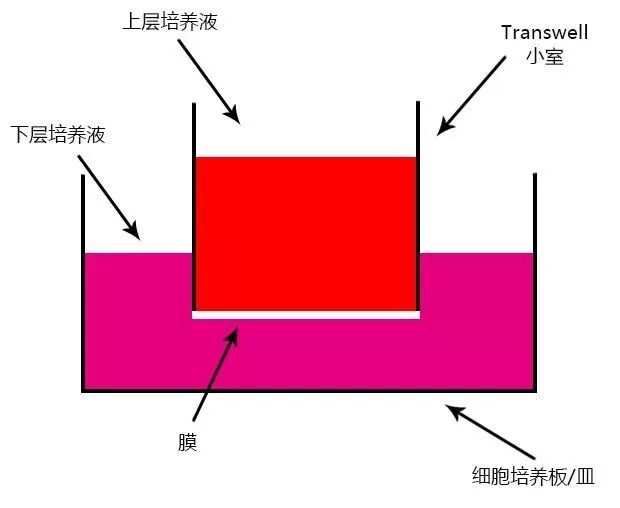 实验原理将细胞小室(transwell小室)放入培养板中,小室内称上室,培养