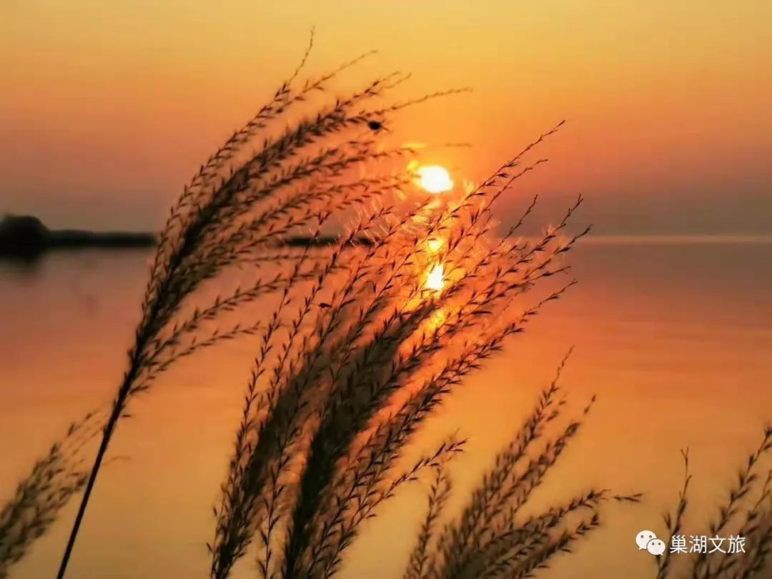 微风,芦苇花,落日成片的芦苇被染成金黄色来到巢湖岸边夕阳斜照,霞光