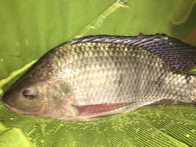 c200c9e60bea479197d5c93668a2c211.jpeg