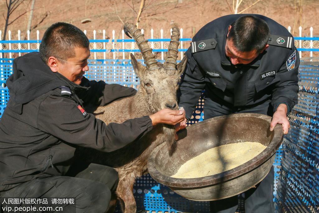 新疆呼圖壁：一級國寶北山羊受傷獲救 寵物 第3張