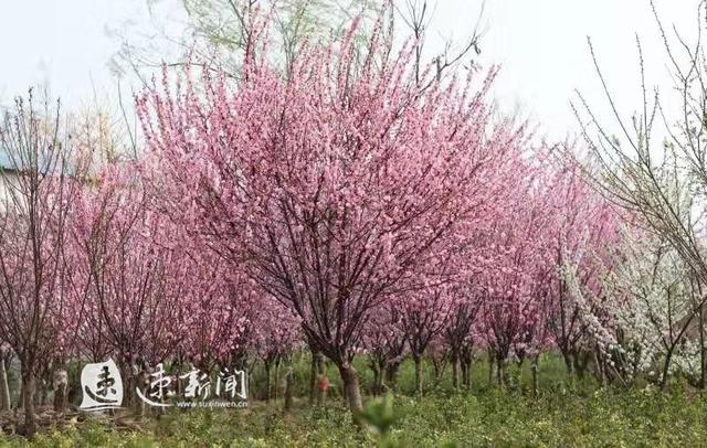 江苏沭阳2020桑墟镇g_沭阳学区房划分2020(2)