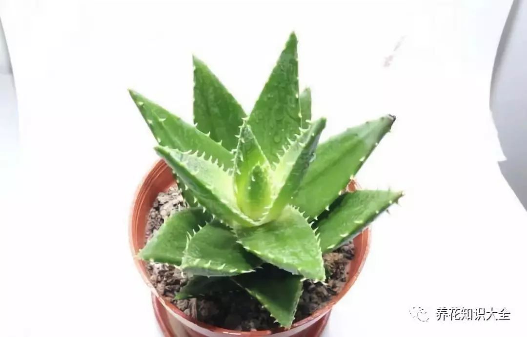 为什么有人喜欢养龙舌兰 e18c9ac2dce64354b2833be0bb763274.jpeg