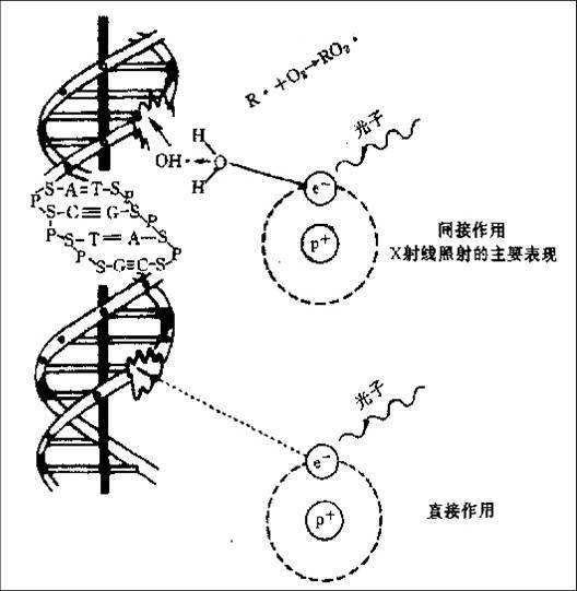 治疗原理是什么意思_根管治疗是什么意思