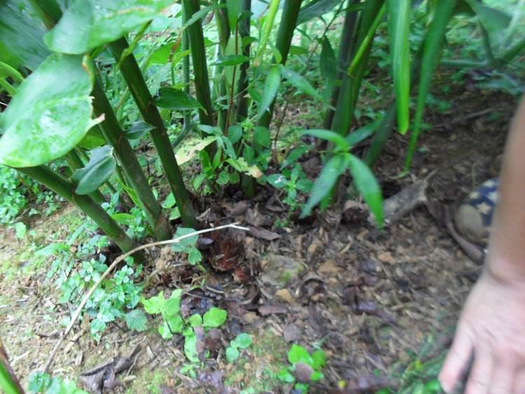 原创这种野外挖的姜是很多人的童年回忆加辣椒一炒香到流口水