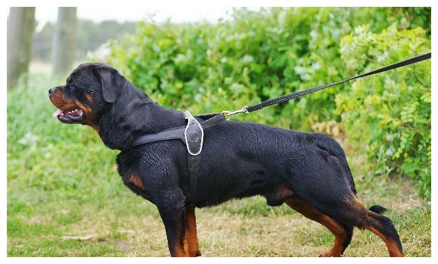 狗类智商排名_狗智商排名(3)