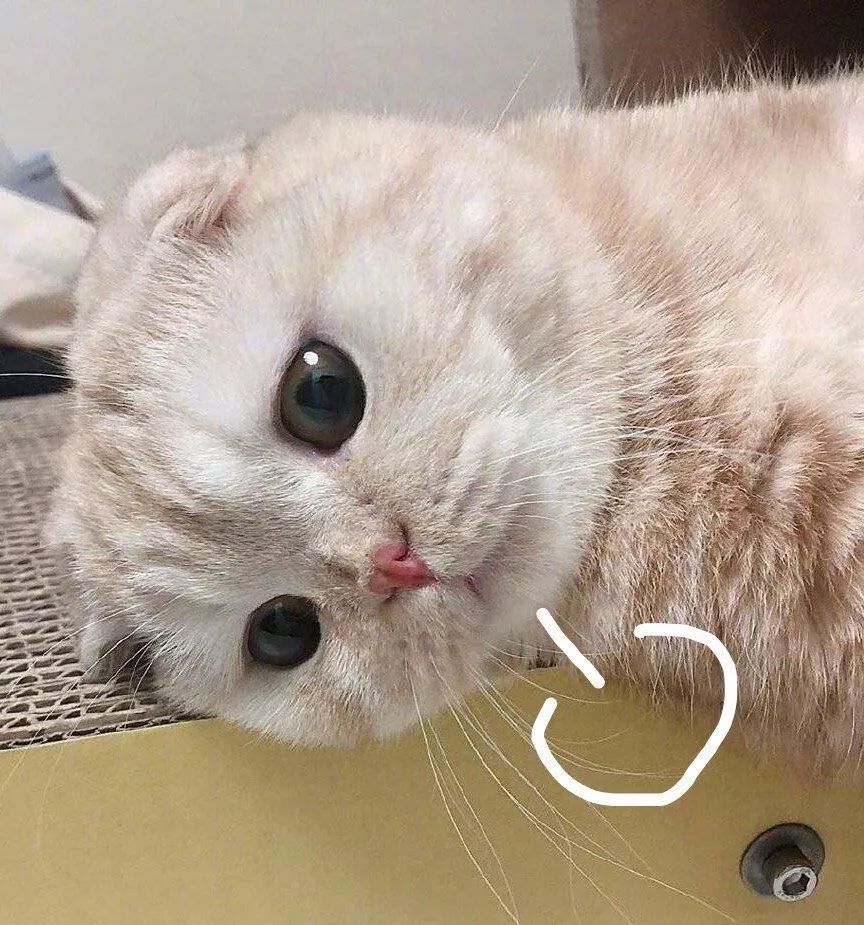 喵喵喵喵喵喵喵喵嗷呜睡睡 f5db42cbe75e4776bda7a88459a16d90.jpeg