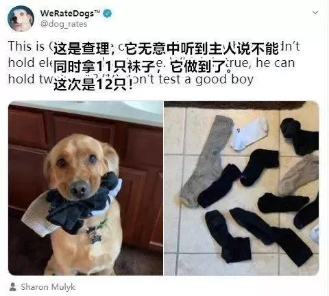 你永远不知道,金毛嘴里藏着什么?_嘴巴