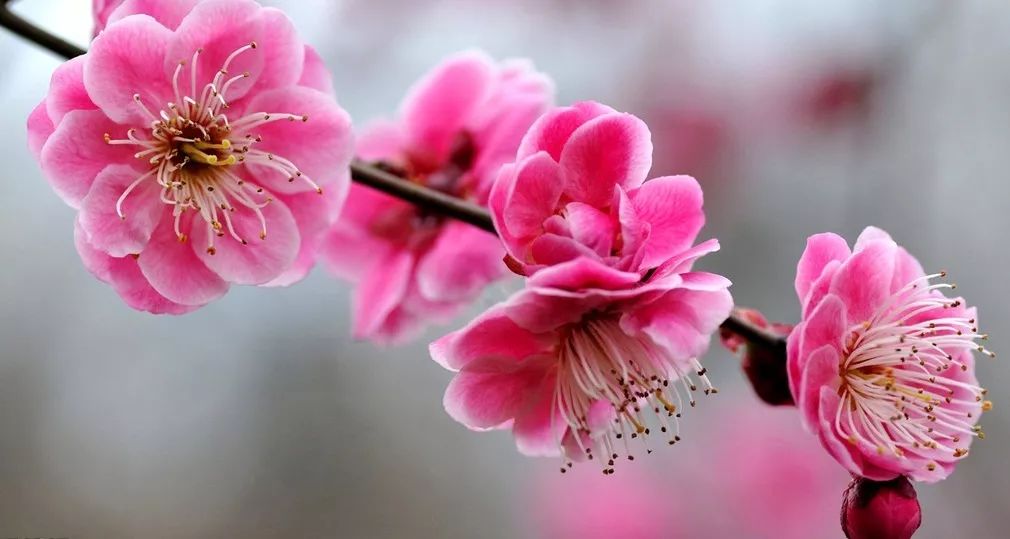 柳枝和一朵桃花猜成语_春天桃花柳枝图画