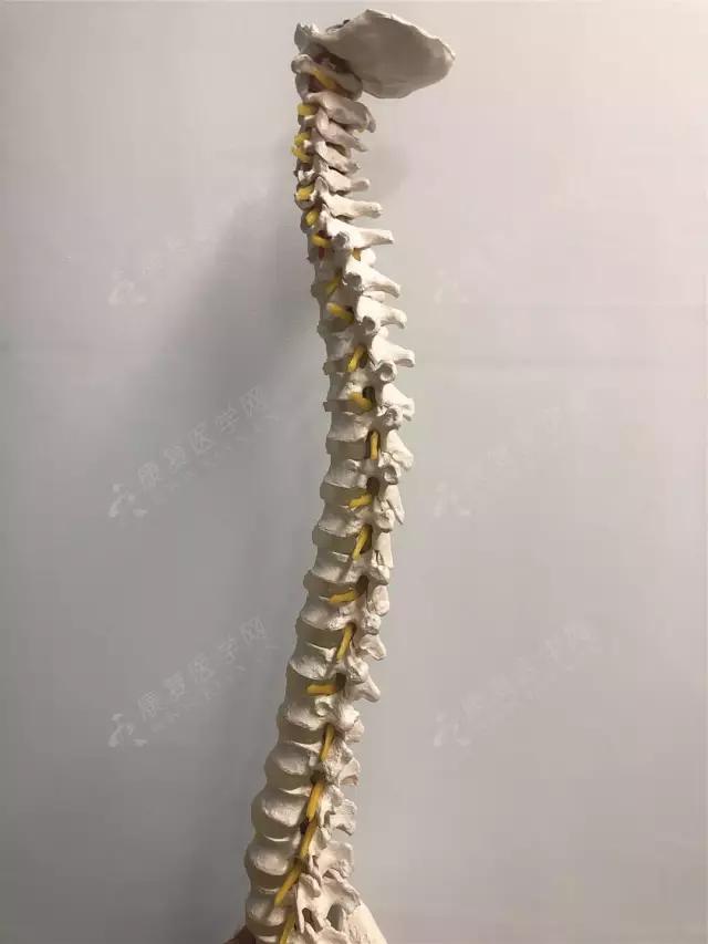 颈椎自然也是这样,颈椎正常的生理曲度是其生物力学特征的重要组成
