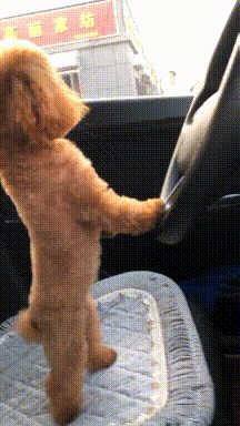 搞笑GIF:说出来你可能不信，我家狗开车离家出走了_小孩