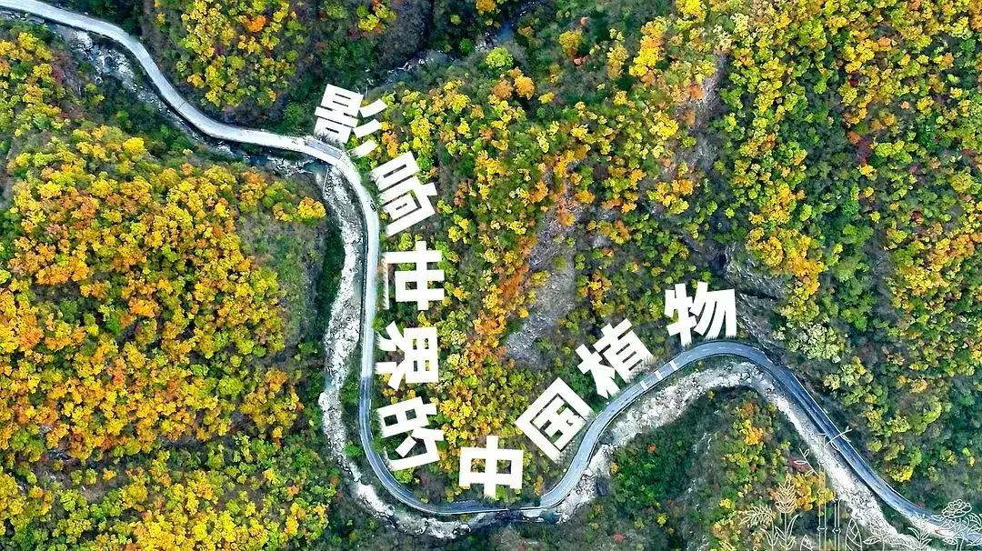 肯定会出现在高考的纪录片,还拍得那么美,快和