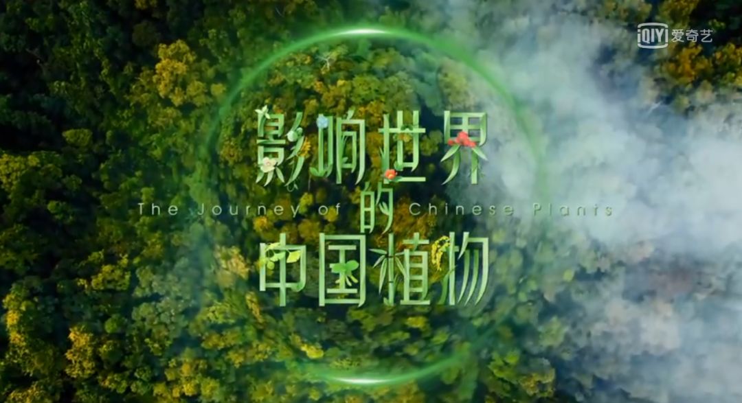 中国第一部植物纪录片!董卿为它献声,王石为它
