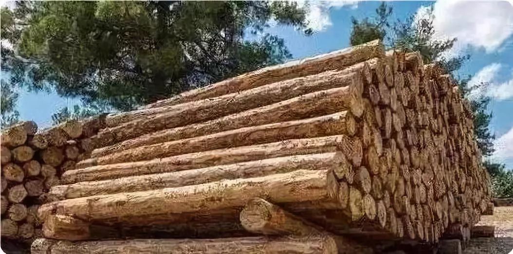 俄罗斯成为今年世界上最大的软木出口国