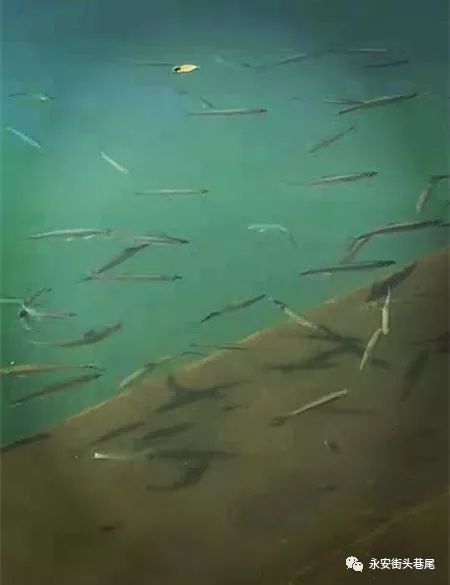 梦境解析，清澈河流中的鱼群与心灵深处的探索