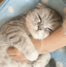 软萌猫咪酱,难道你不爱吗