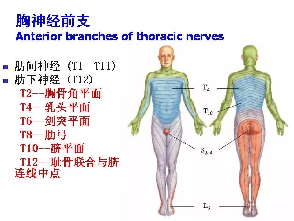 脊神经的解剖分析及损伤表现