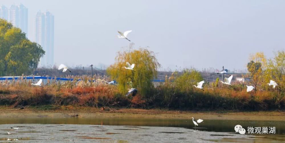 巢湖湿地来了一批"贵客",成为一道靓丽的风景线