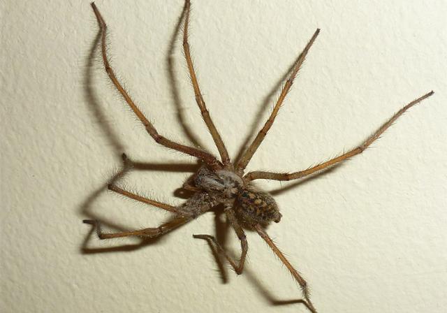 原创蜘蛛并非家庭害虫,看似凶恶的背后,却是它在默默守护你的家