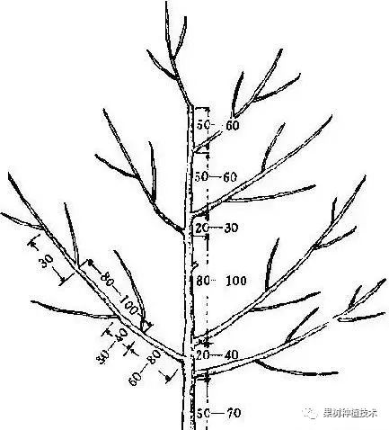 史上最全果树树形大全,你的果树什么形状决定你的产量