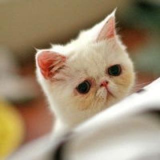 小猫咪视频可爱动作 725e1eda9f874958a2d4eb9f93fe4bfa.jpeg