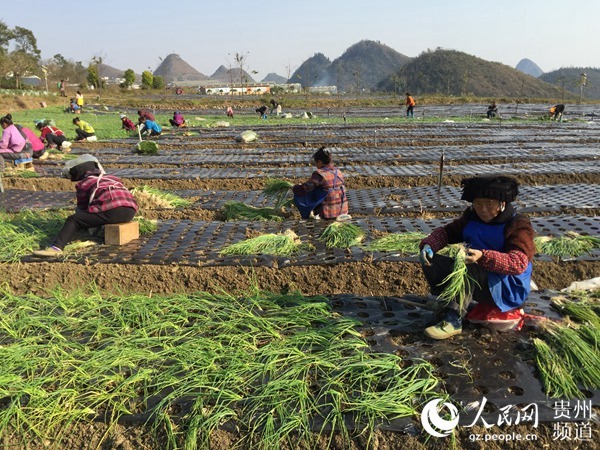 贞丰龙场镇人口_贞丰糯米饭图片(2)