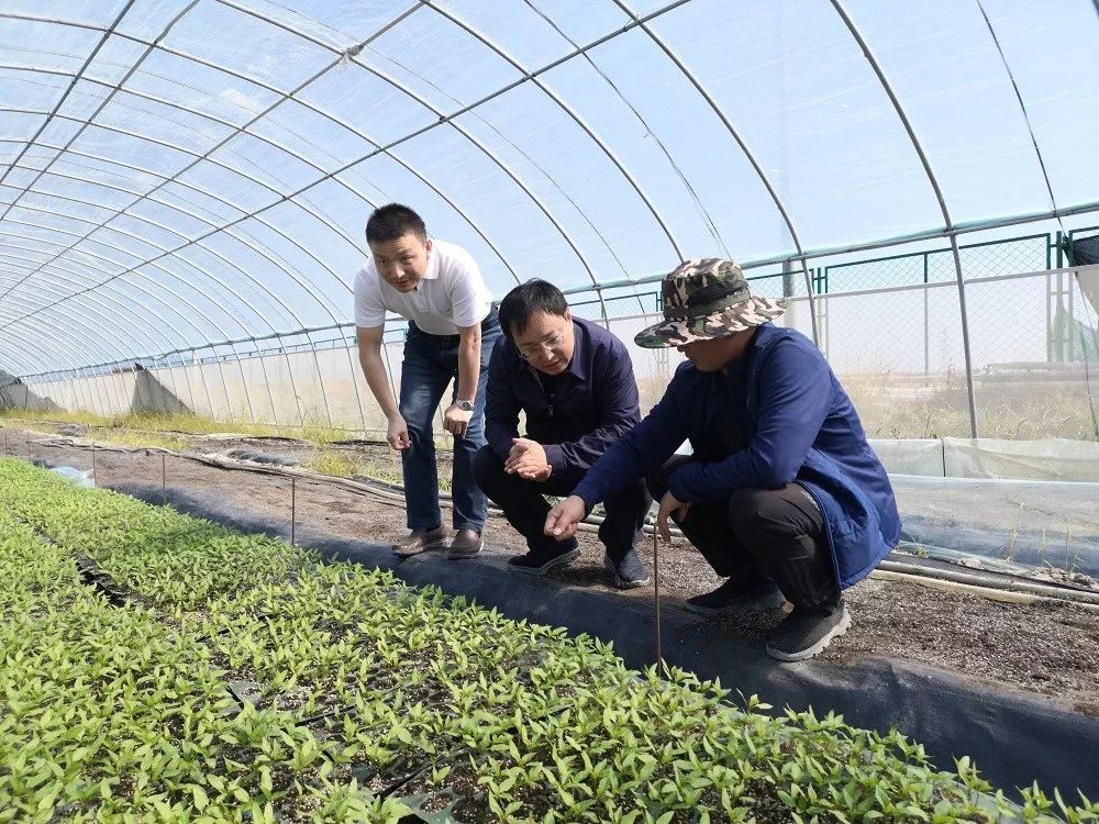 【领导调研】市委农工委书记,市农业农村局局长李志军调研海淀区组培