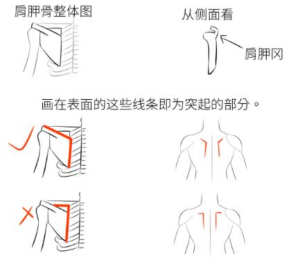 「推荐」人物背部的绘画奥秘!教你超简单掌握人物背部的绘画技巧